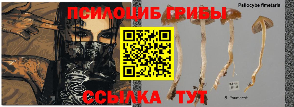 Галлюциногенные грибы ЛСД  Вход с VPN  Псилоцибиновые грибы Magic Shrooms  Алейск 